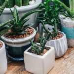 財位植物怎麼選？庭院植栽助你財源滾滾