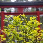 日本風水（家相學）與中國風水的發展與影響