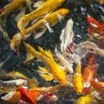 魚池與流水搭配：如何利用動態水景提升風水效果