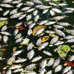 流水與財運的關聯：風水學中魚池如何催旺財氣