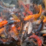 水的清澈度與風水好壞：魚池維護的重要性