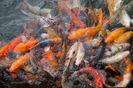 水的清澈度與風水好壞：魚池維護的重要性